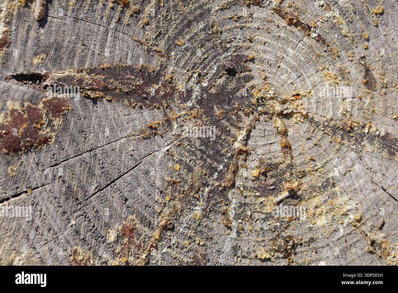 wood texture of dried log Stock Photo - Alamy