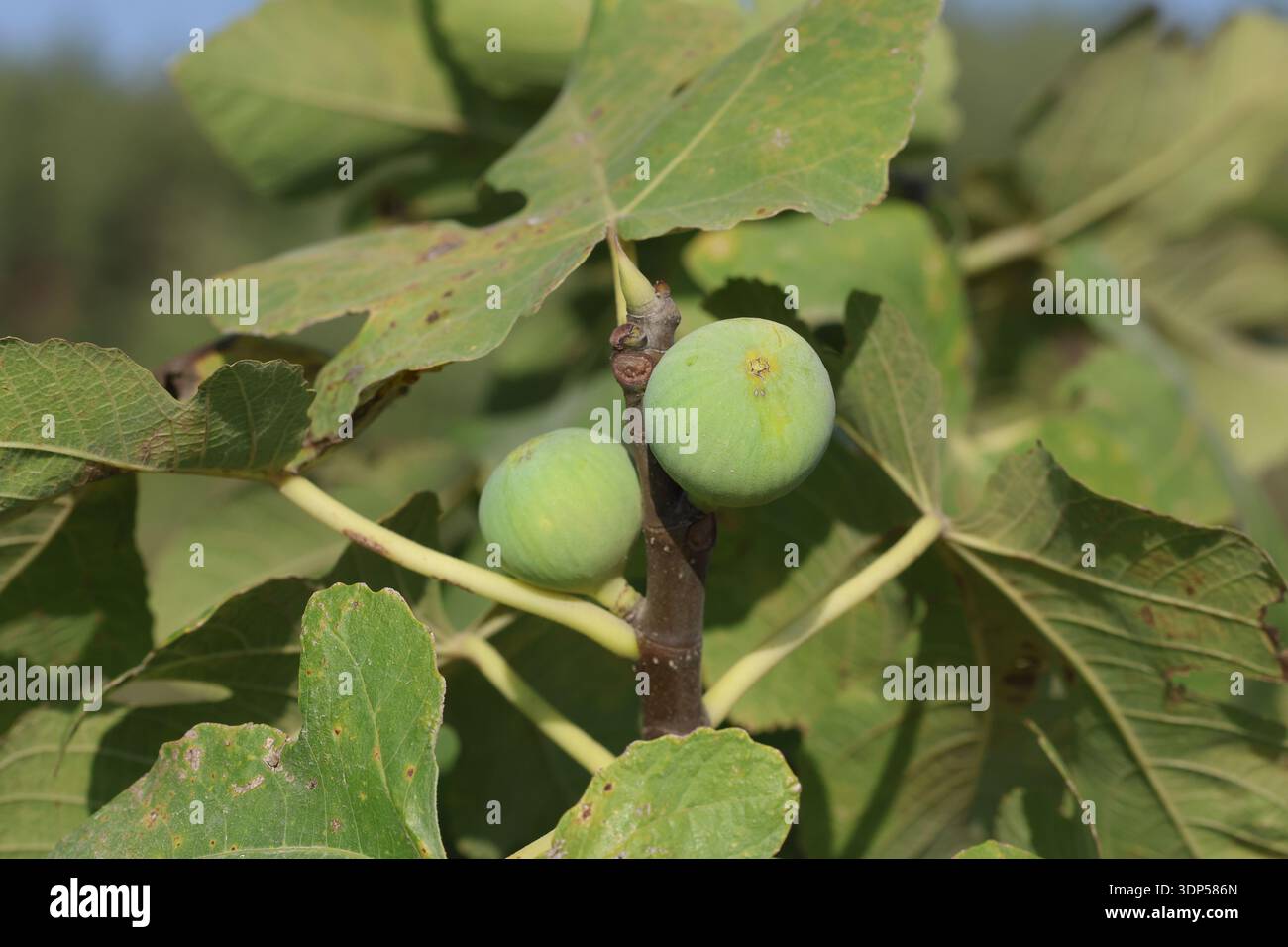 ripening green figs on tree Stock Photo