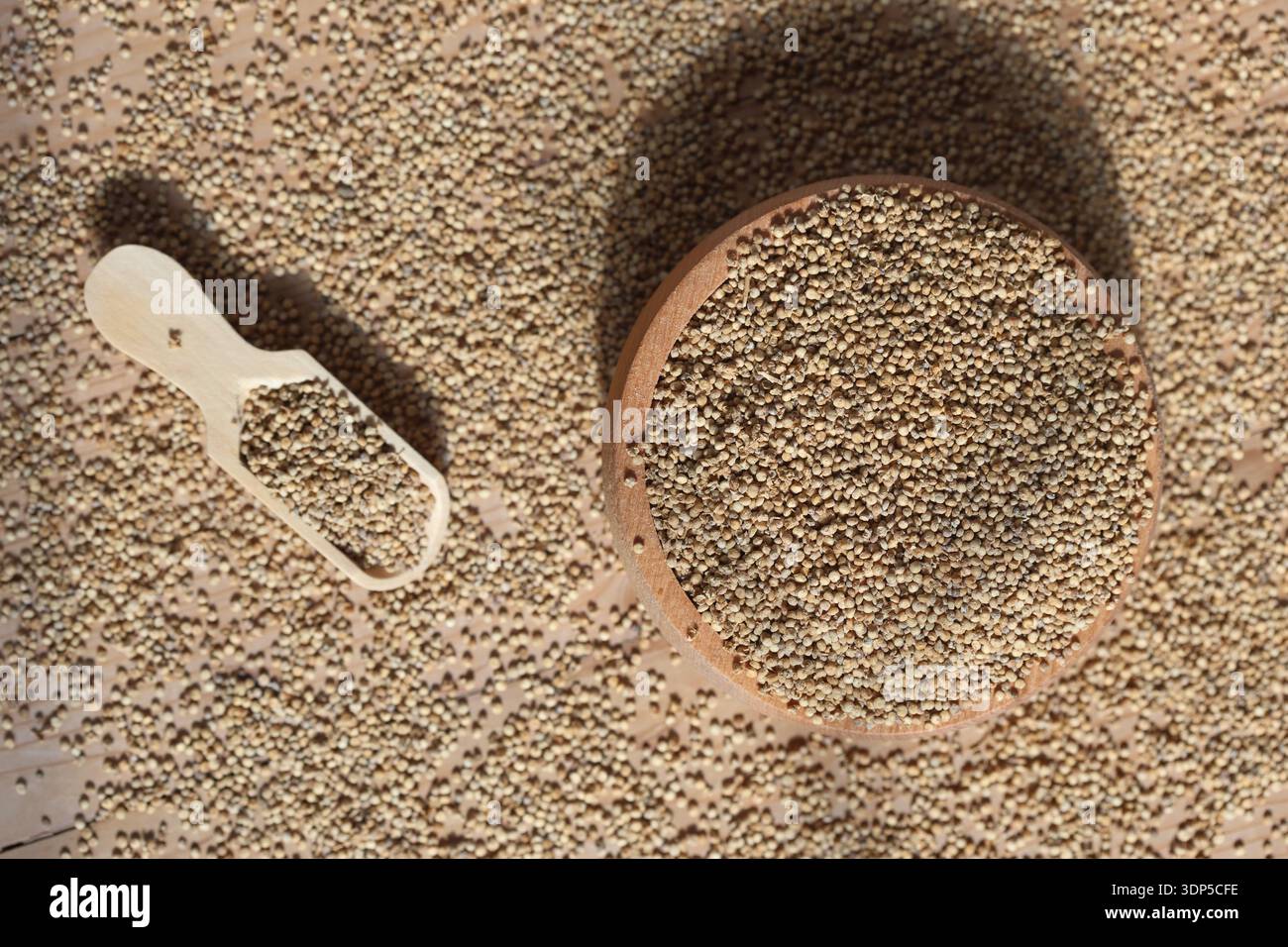 quinoa (Chenopodium quinoa) seeds that is grown for its tiny edible seeds. Stock Photo