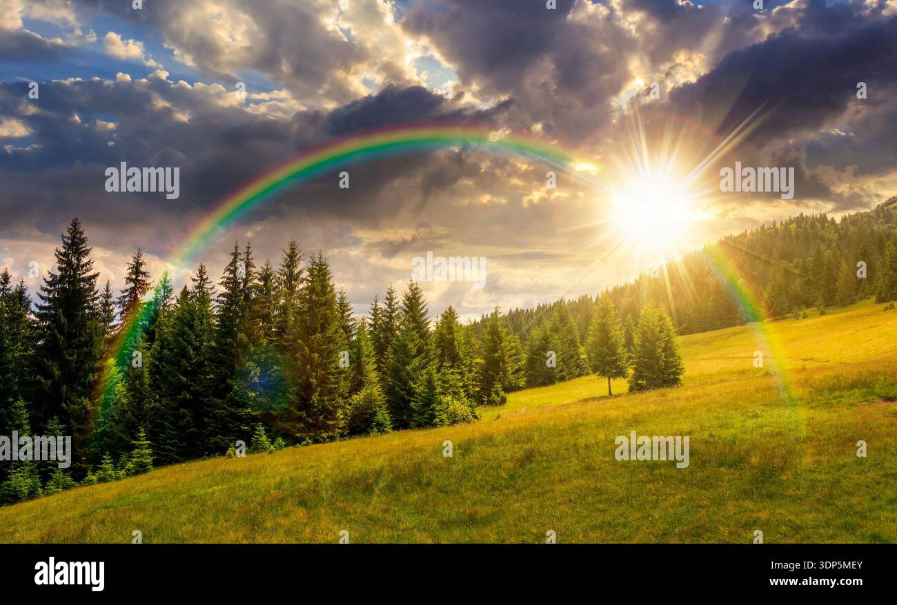 gradual slope of the mountain range with coniferous forest at sunset. remote countryside landscape with spruce trees on the grassy meadow in evening l Stock Photo