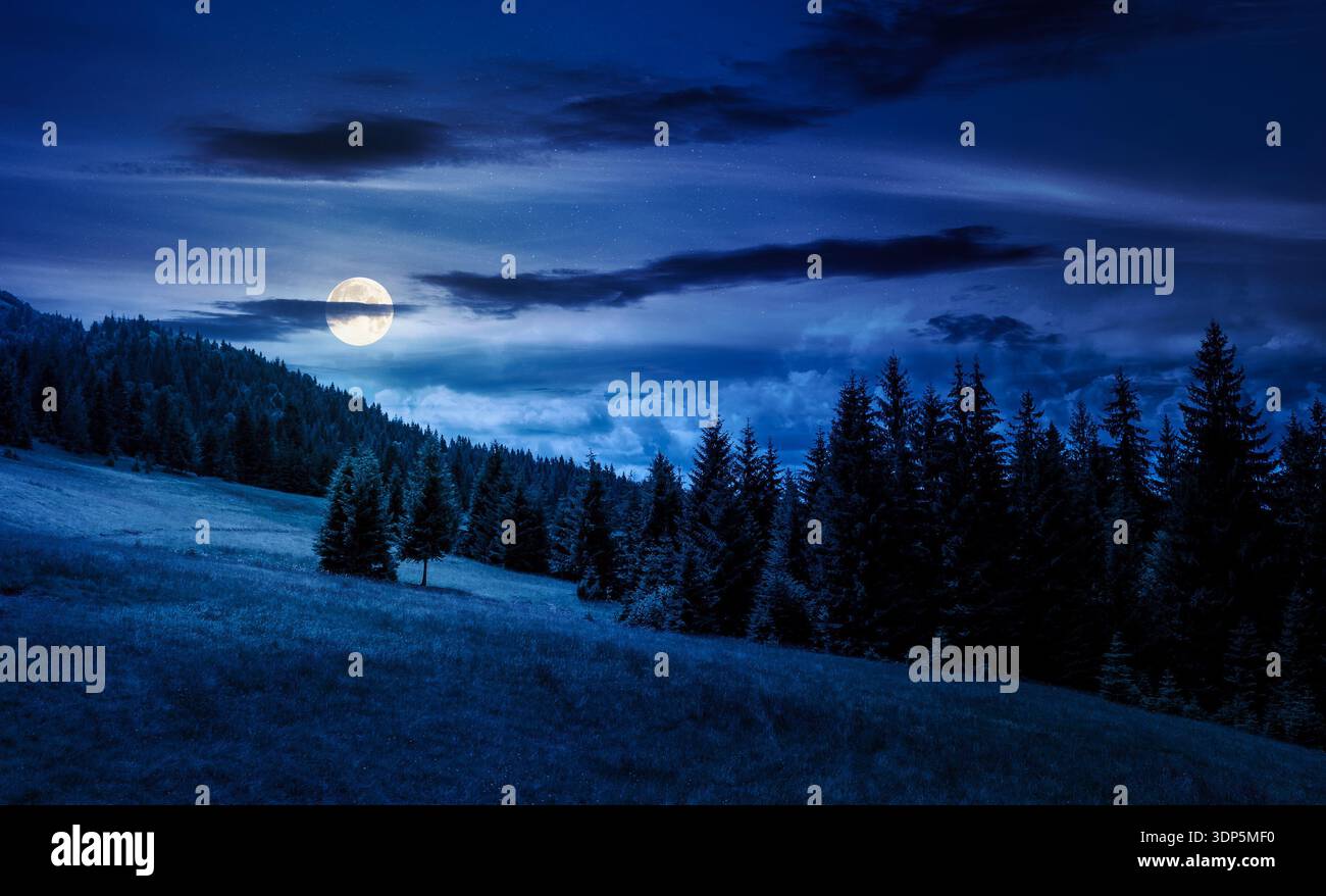 gradual slope of the mountain range with coniferous forest at night. remote countryside landscape with spruce trees on the grassy meadow in full moon Stock Photo
