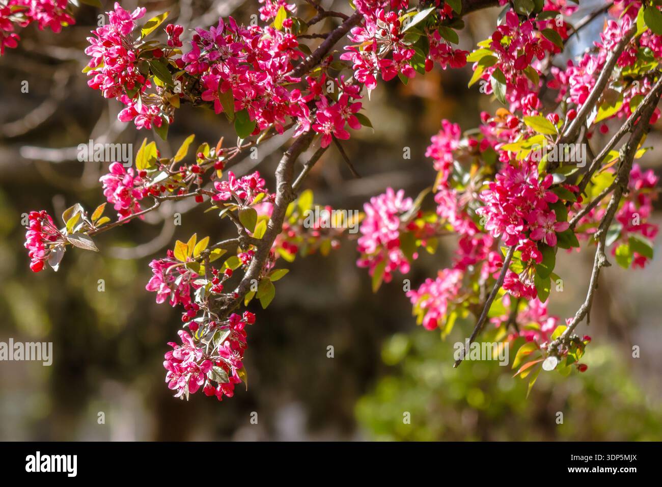 crab apple blossom background. pink branch in early spring. beautiful deciduous tree in flower on a sunny afternoon. telephoto shallow depth of field. Stock Photo