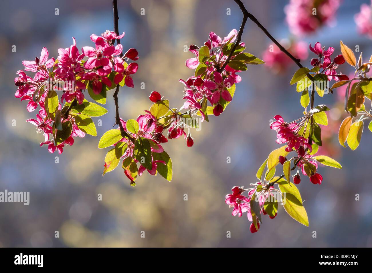crab apple blossom background. pink branch in early spring. beautiful deciduous tree in flower on a sunny afternoon. telephoto shallow depth of field. Stock Photo