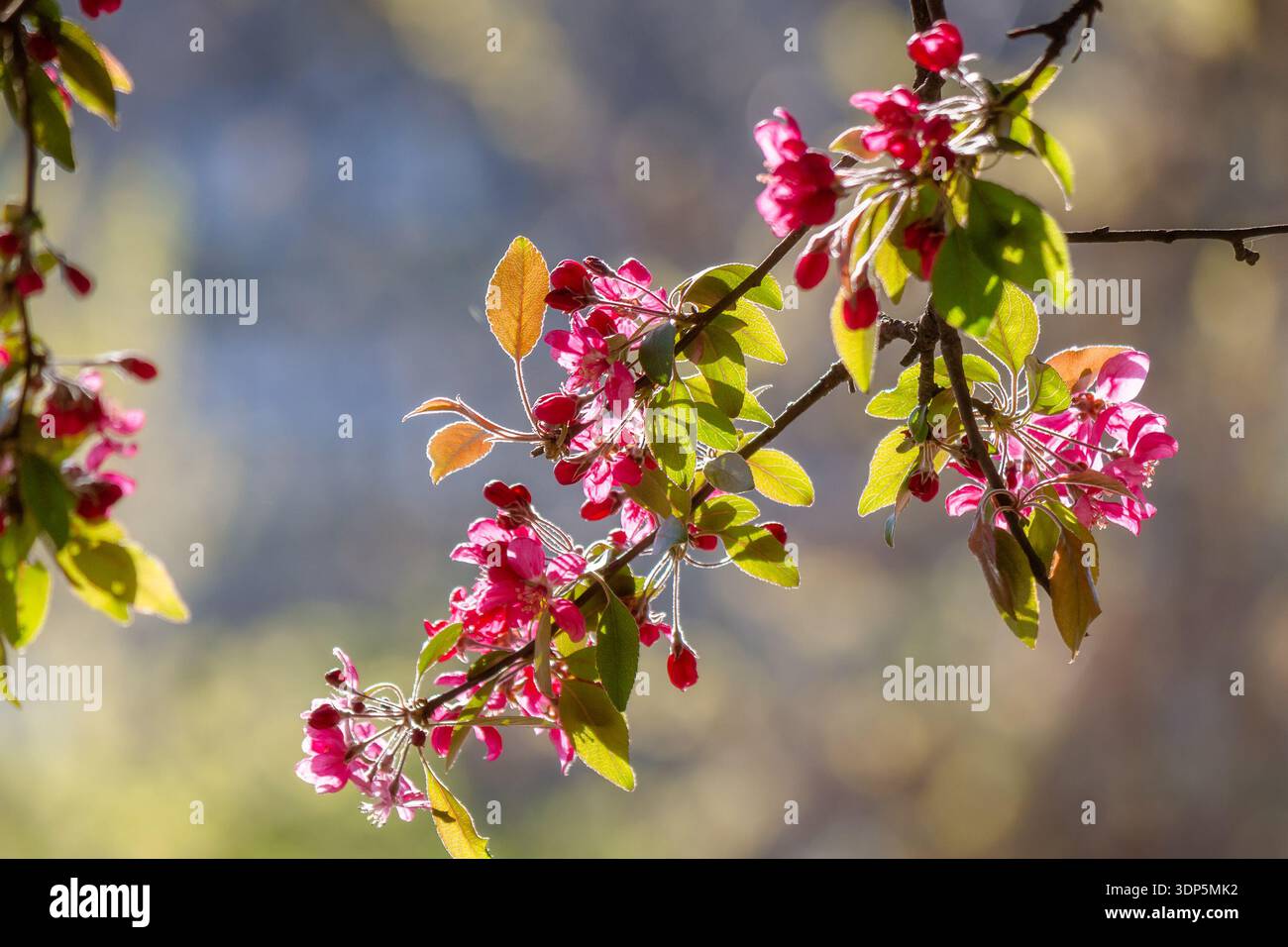 crab apple blossom background. pink branch in early spring. beautiful deciduous tree in flower on a sunny afternoon. telephoto shallow depth of field. Stock Photo