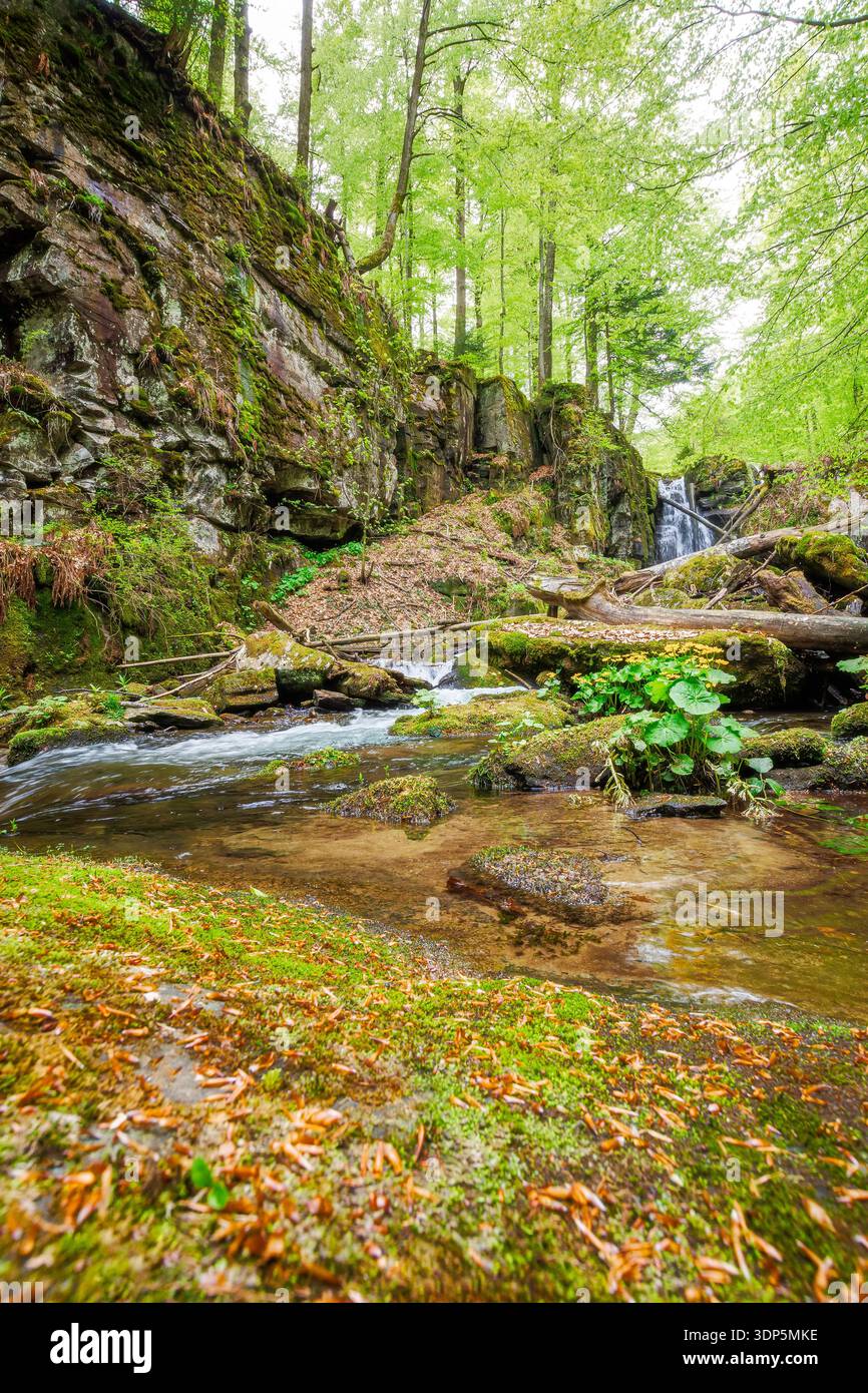 waterfall voievodyn in spring forest. beautiful cascade near schonborn park in perechyn district of ukraine. outdoors adventure in green environment o Stock Photo