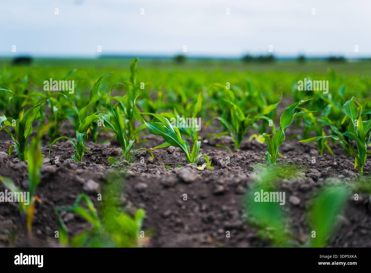 Young green corn plants thriving in fertile soil on a vast farm field ...