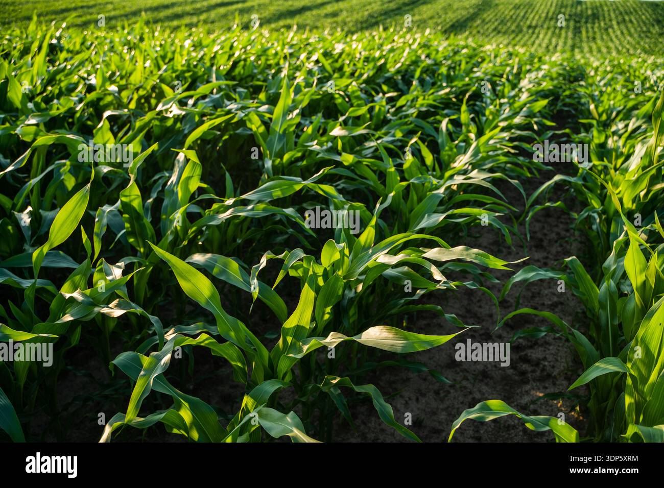 Green cornfield developing in hi-res stock photography and images - Alamy
