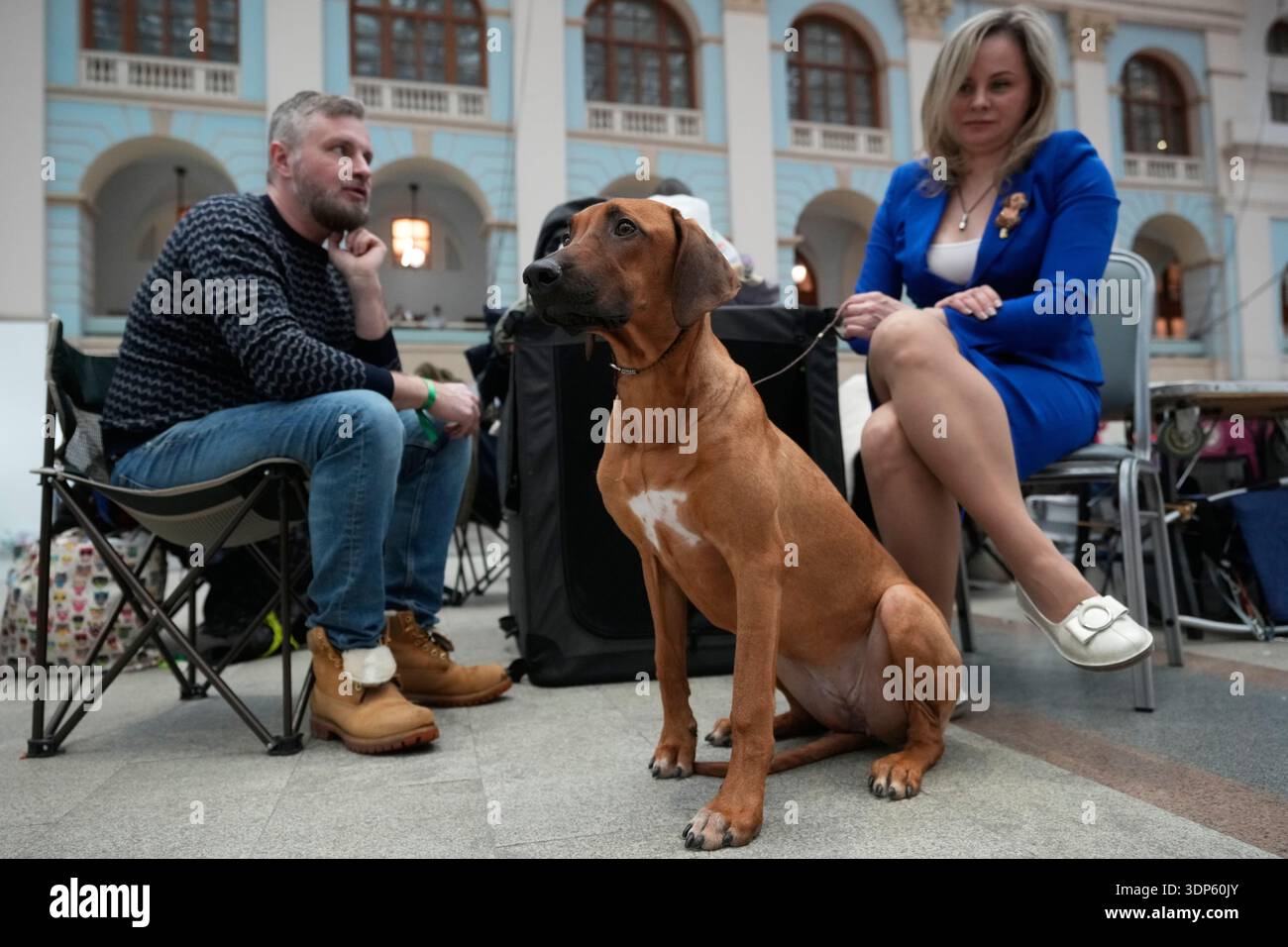 Show Rhodesian Ridgeback Dogs A Rhodesian Ridgeback dog makes its appearance at the Golden Paw pet ...