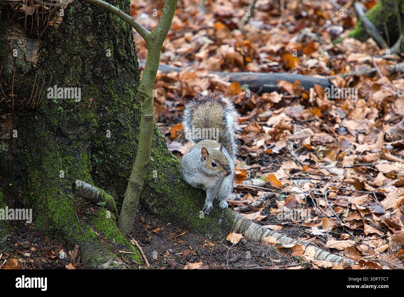 Grey Squirrel Foraging Amongst the Leaves Stock Photo