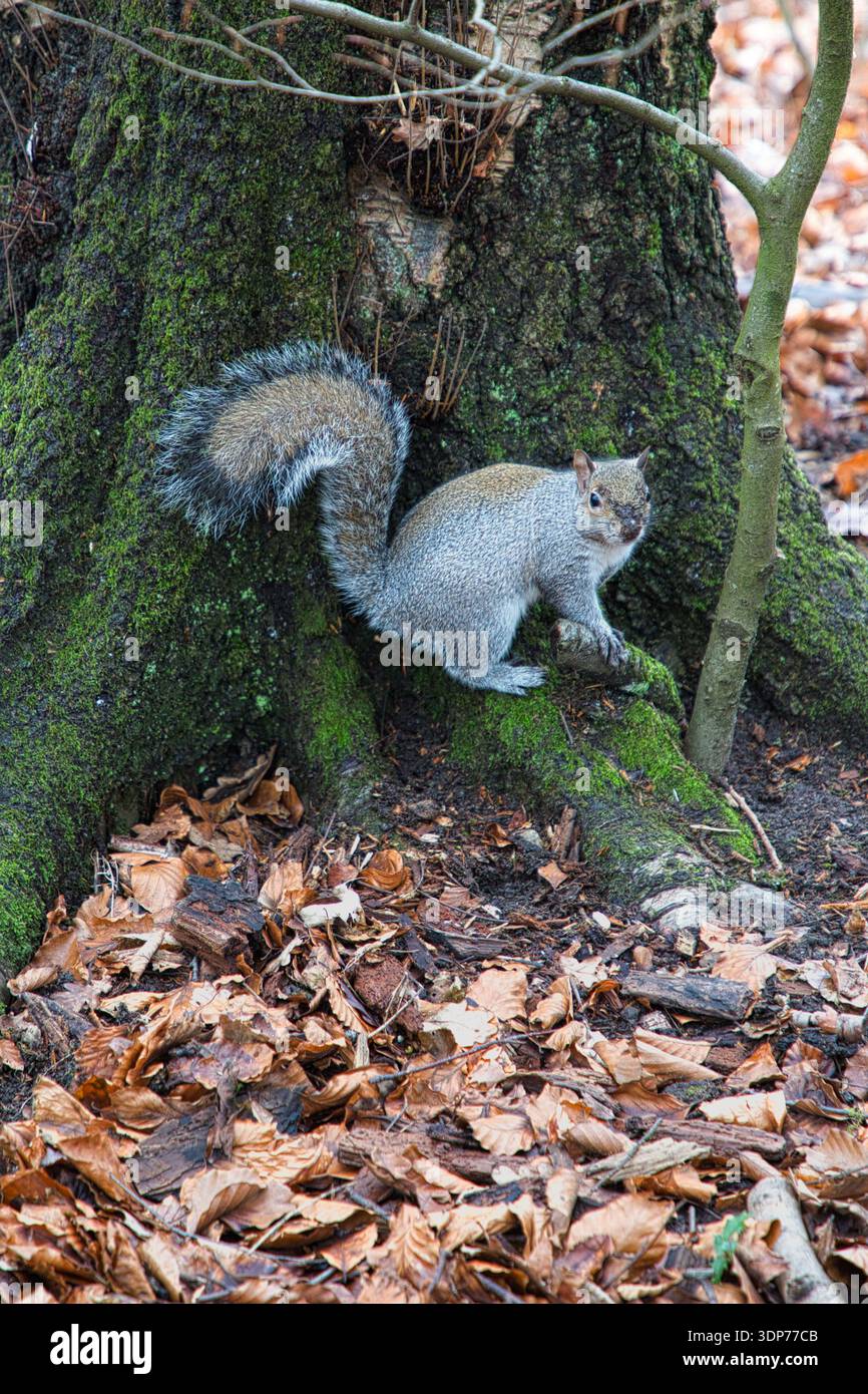 Grey Squirrel Foraging Amongst the Leaves Stock Photo