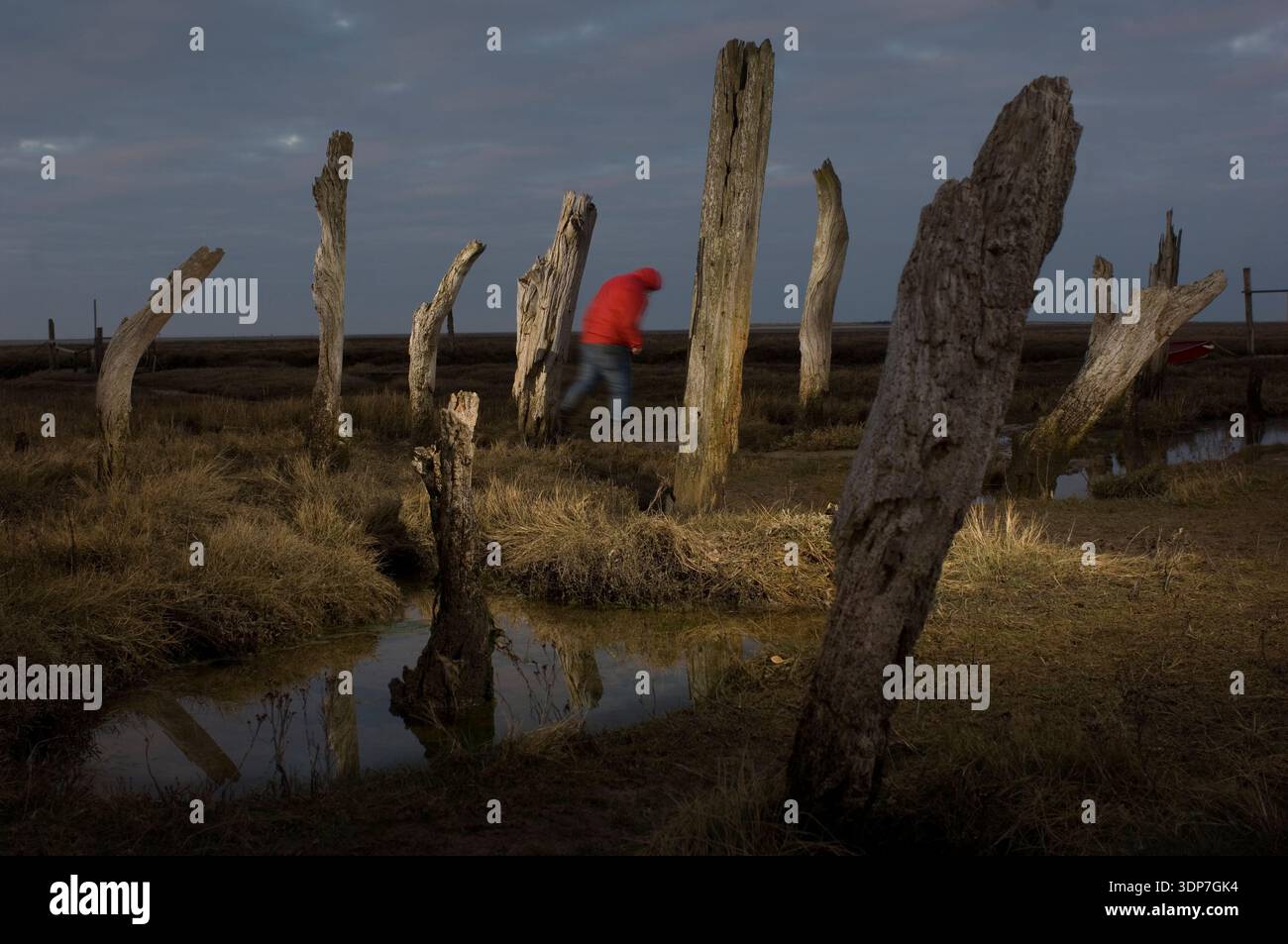 Encroched Dead trees in Thornham, Norfolk UK. The trees died when the sea level ...