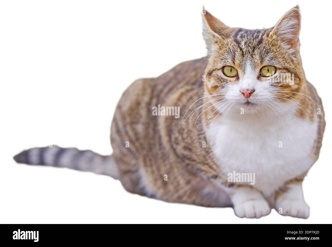 Tabby Cat Lying and Looking at Camera on White Stock Photo