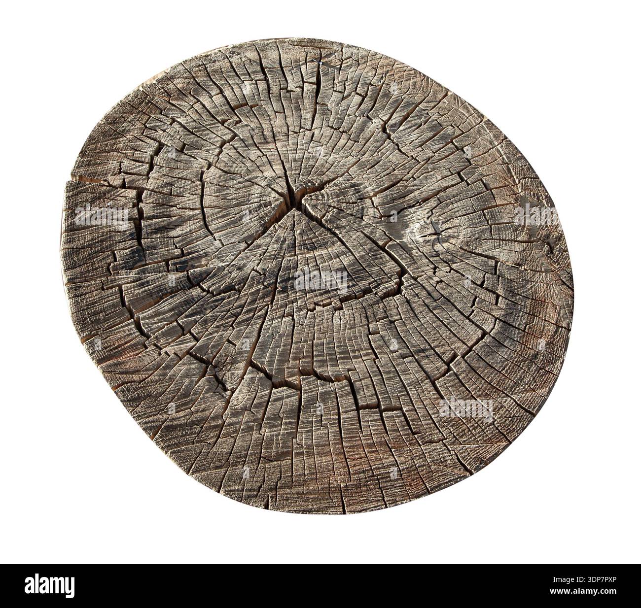 Detailed wood texture from a cut tree log on a transparent background ...