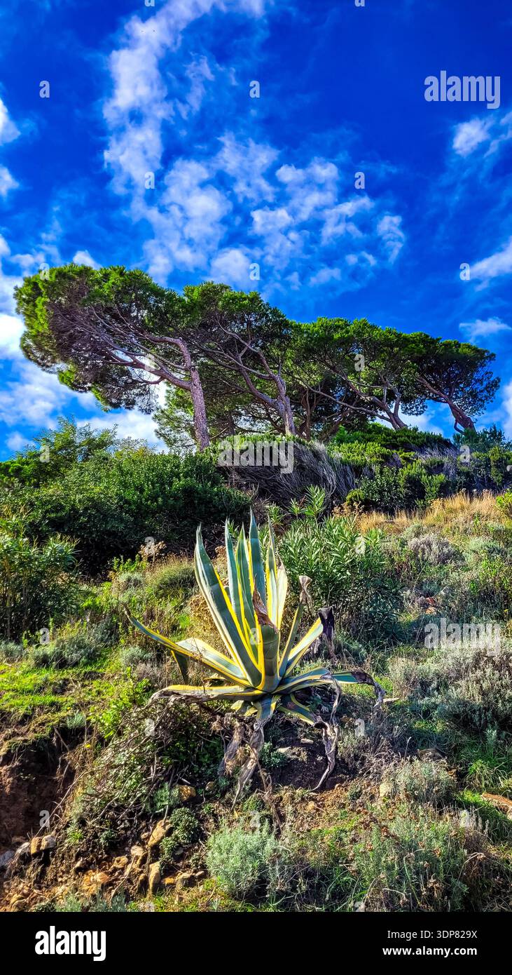 Agave trail hi-res stock photography and images - Page 3 - Alamy