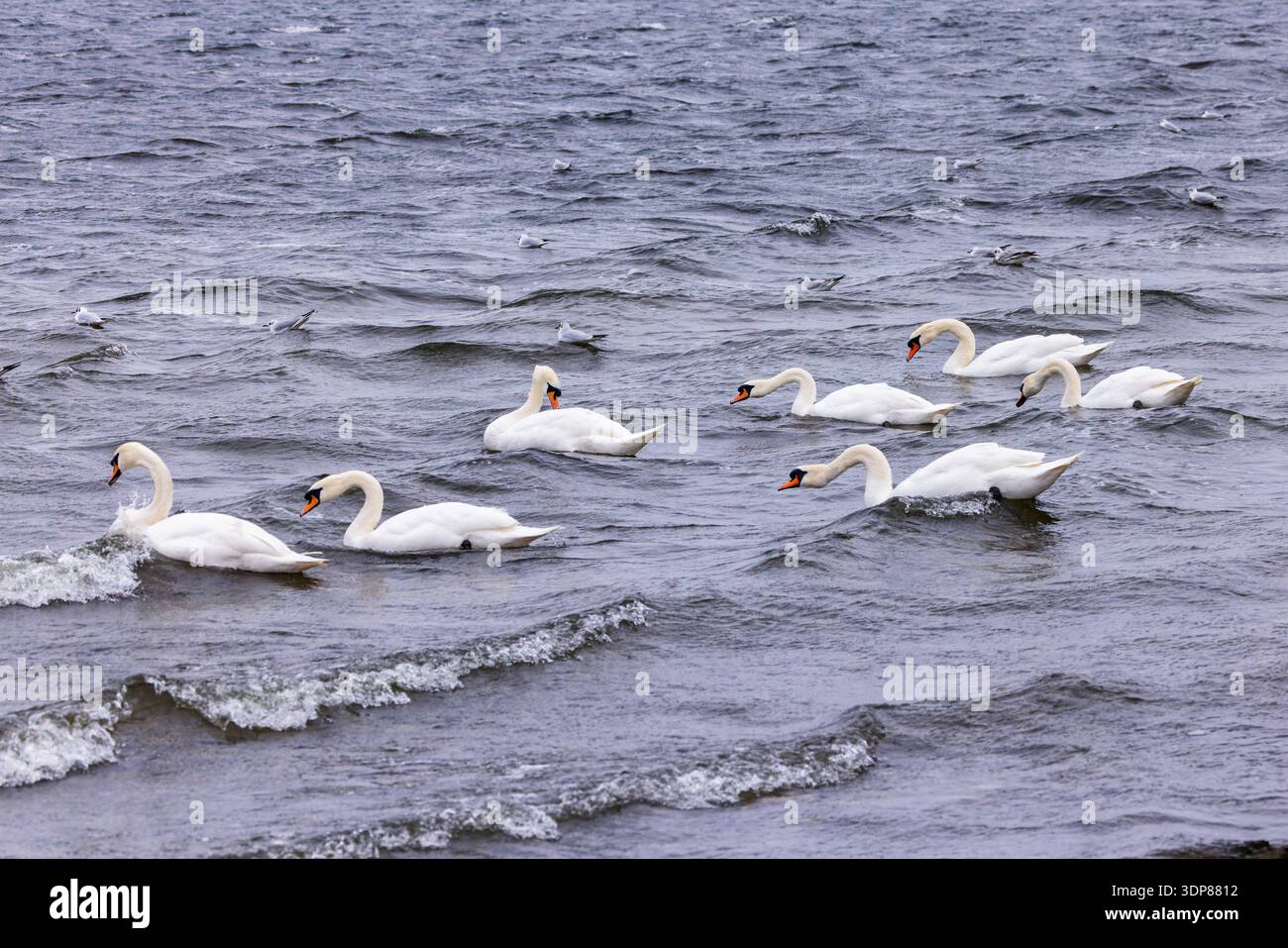 Seven swans a swimming hi-res stock photography and images - Alamy