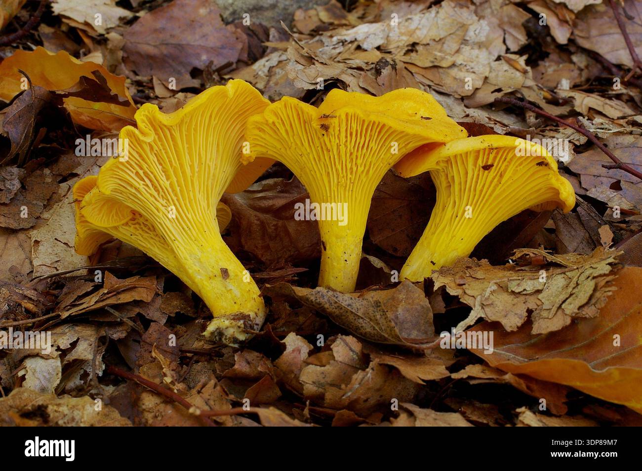 Chanterelles (Cantharellus cibarius) in nature Stock Photo