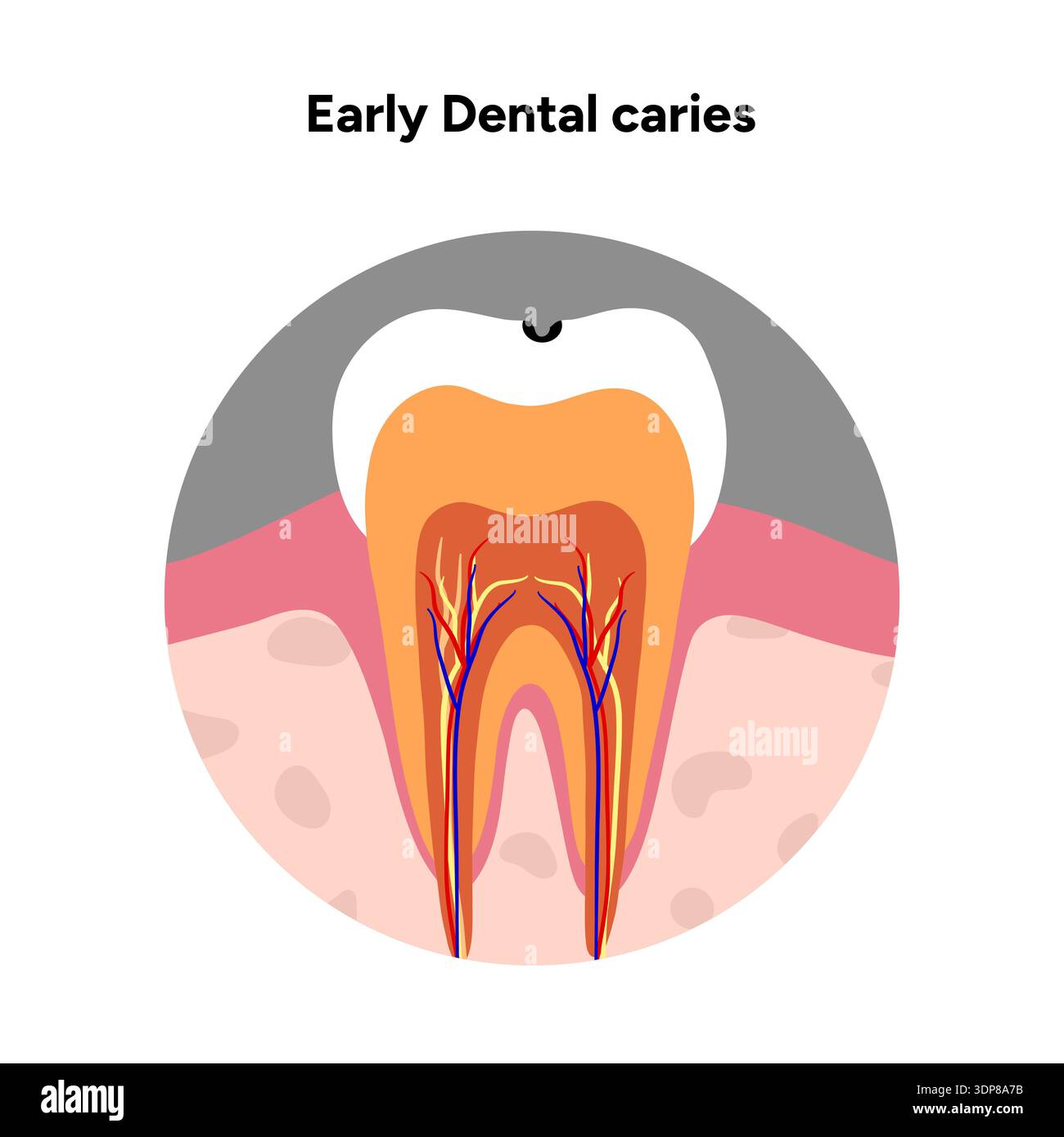 Hand-drawn dental infographic illustrating tooth anatomy and stages of ...