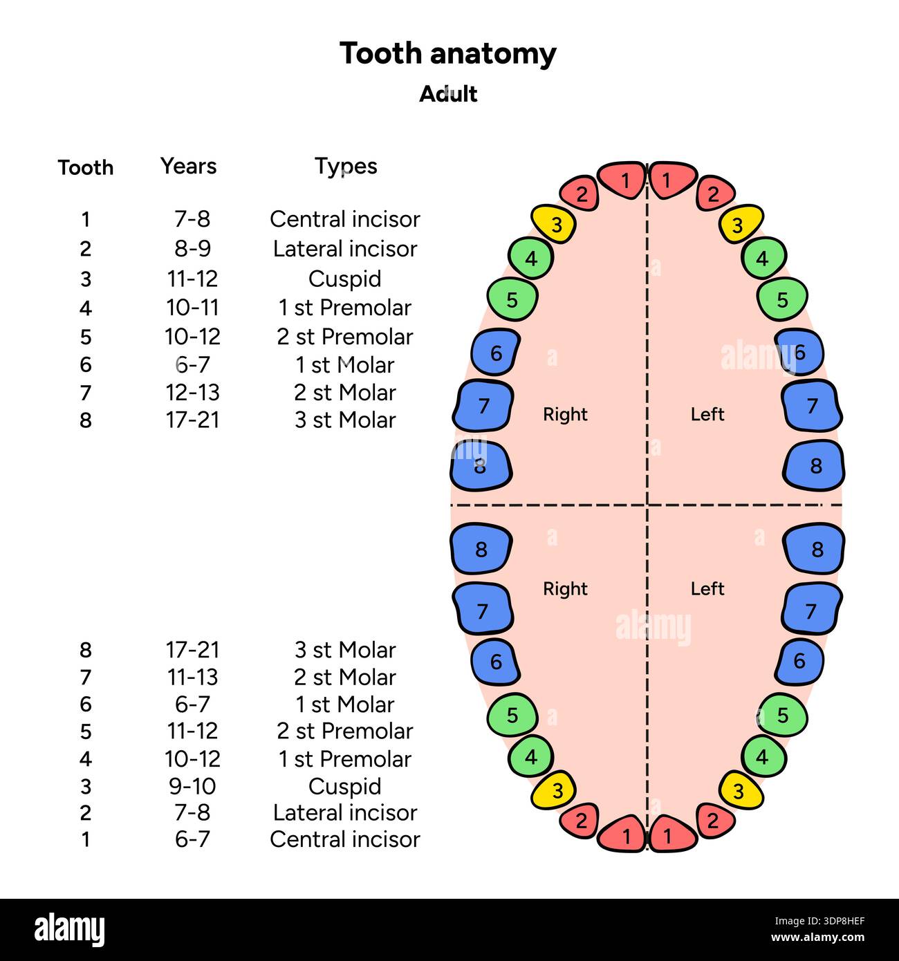 Human Dental Anatomy Tooth Anatomy Numbering Infographics Stock