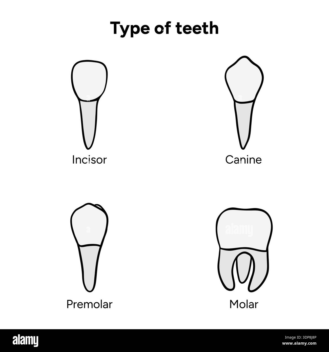 Hand-drawn dental infographic showing the anatomy of type of type of ...