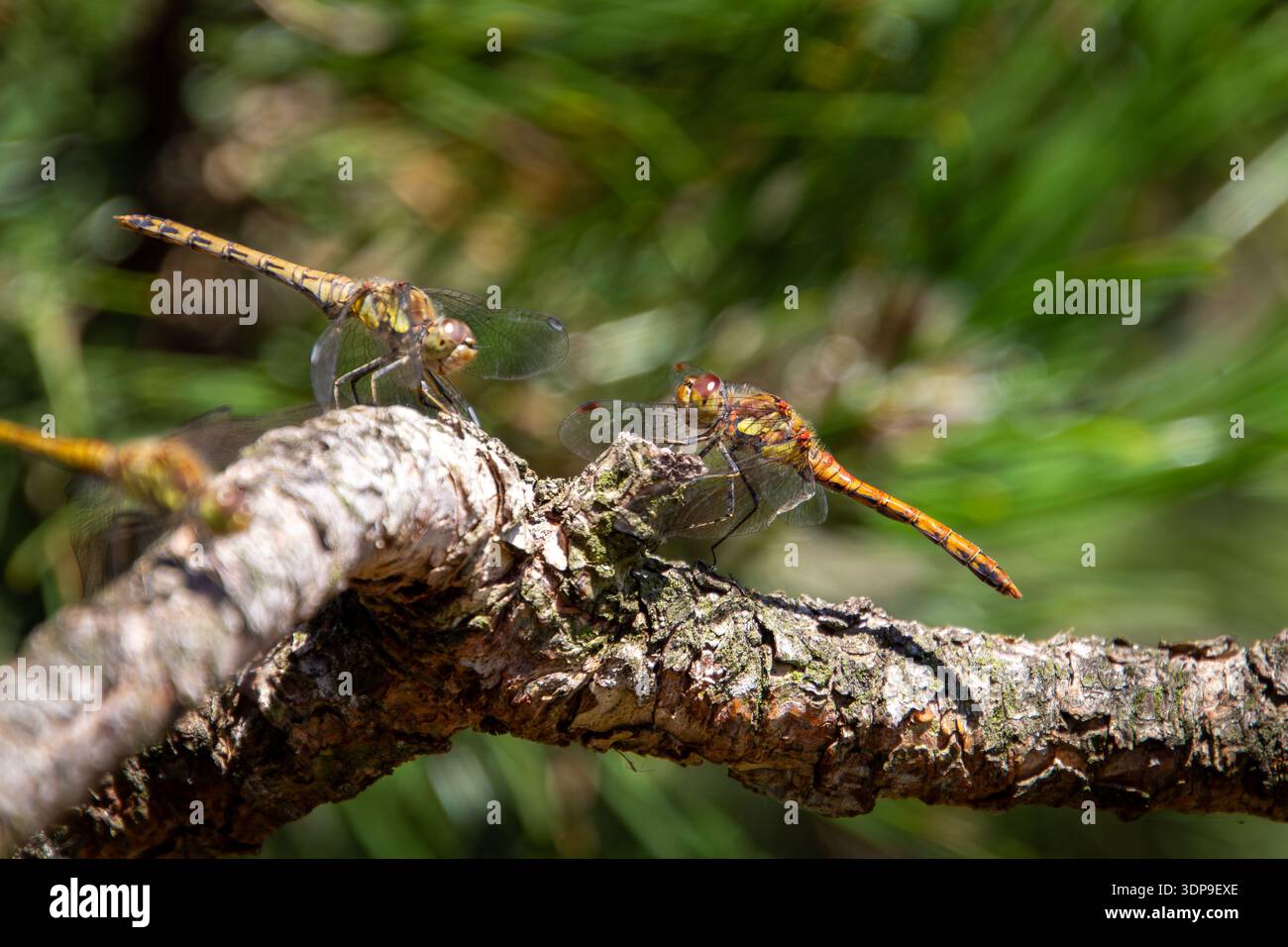 Three dragonflies on a tree branch Stock Photo