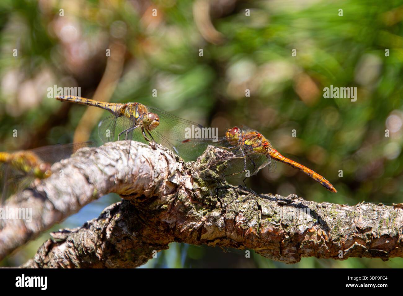 Three dragonflies on a tree branch Stock Photo