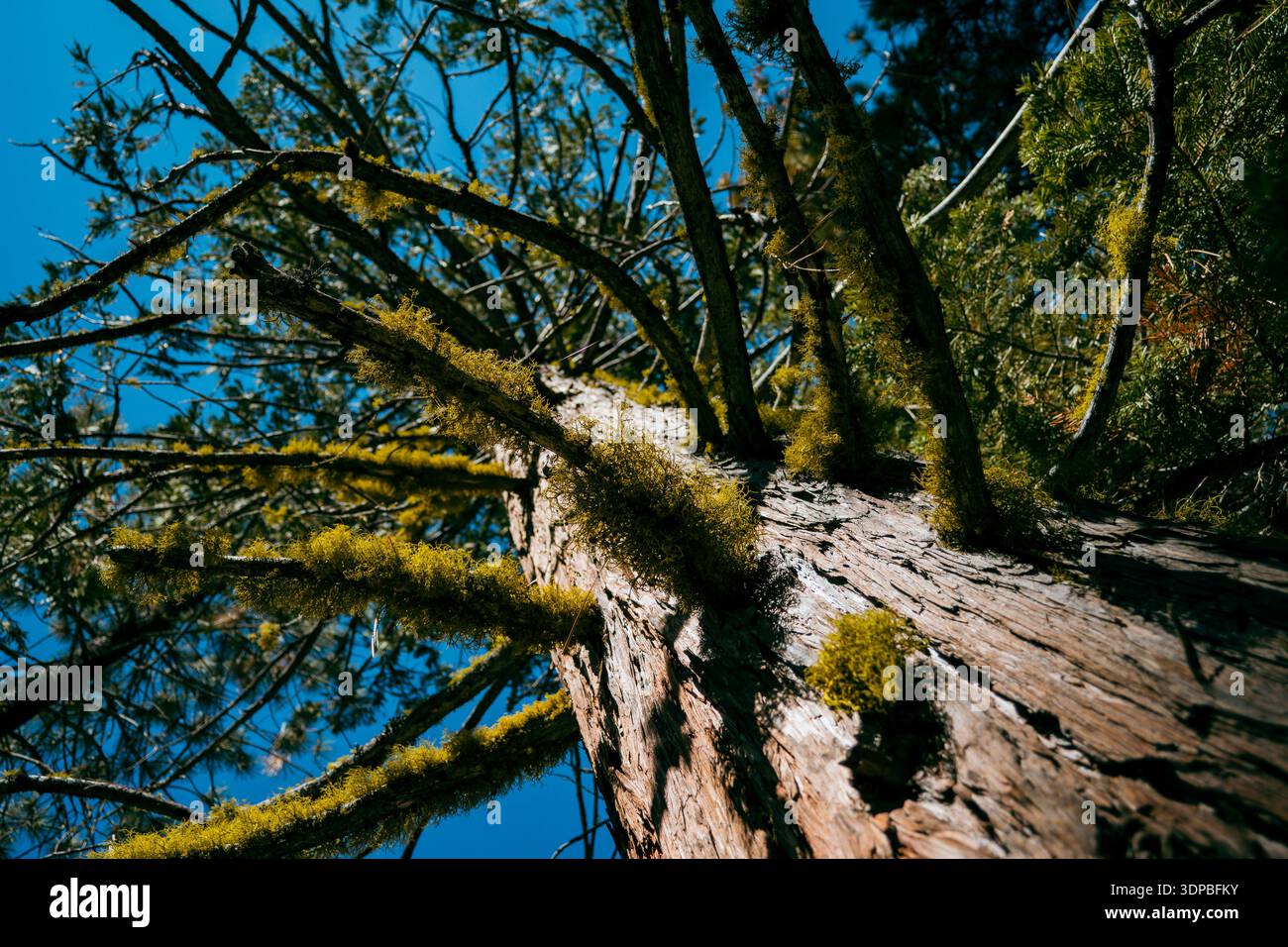View looking straight up the trunk of a weathered tree in a California forest Stock Photo