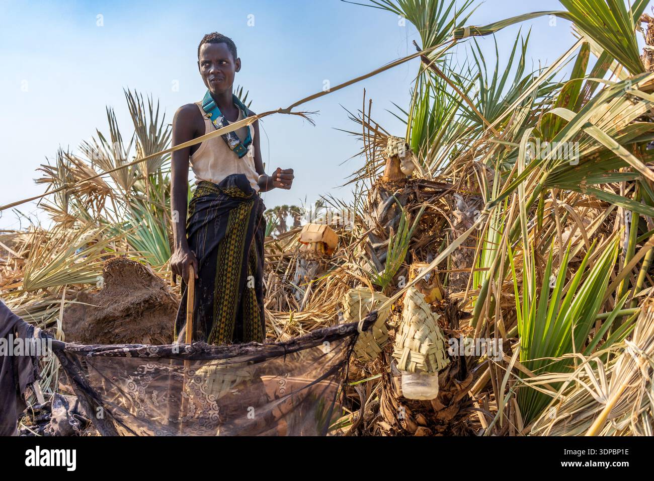 Extraction of palm sap for the production of an alcoholic fermented product Stock Photo