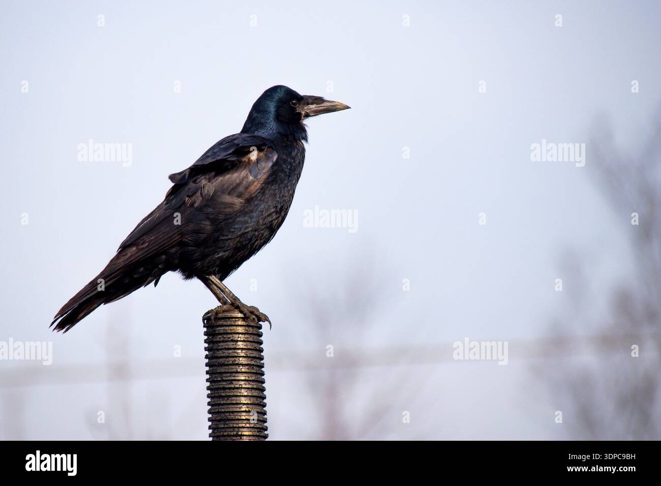 Crows (Corvus) are among the most intelligent creatures on the planet ...