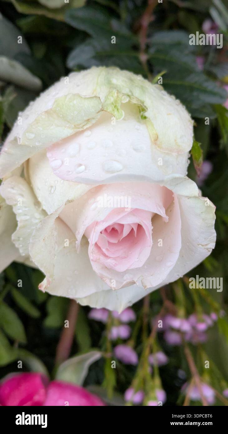 Single rose bloom in elegant detail - Smartphone Captured Stock Image