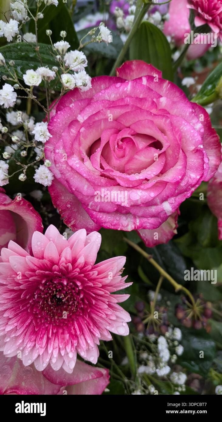 Single rose bloom in elegant detail - Smartphone Captured Stock Image