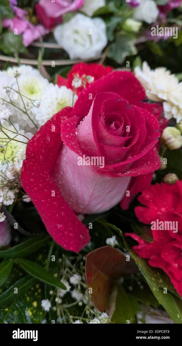 Single rose bloom in elegant detail - Smartphone Captured Stock Image