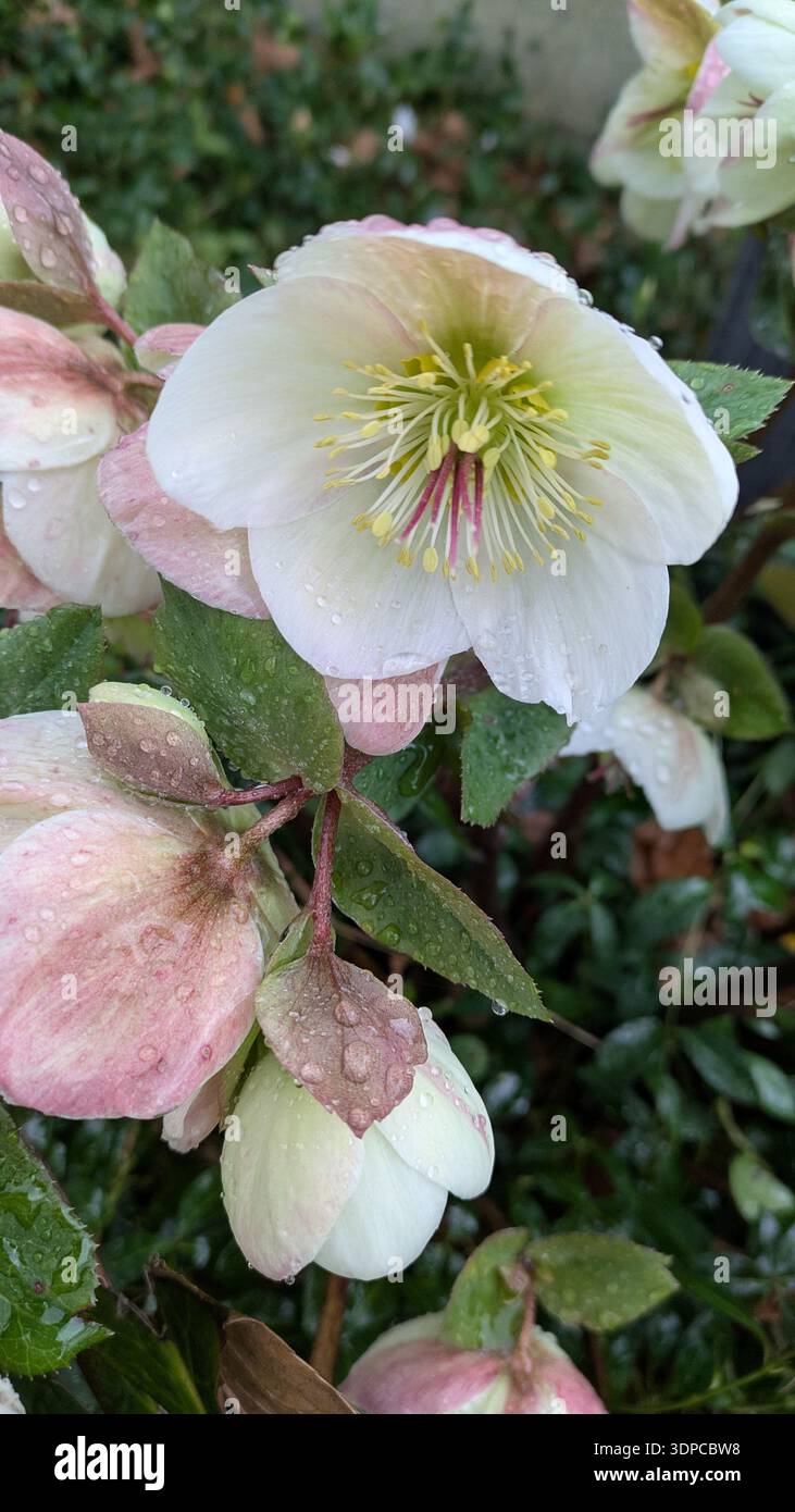 Delicate white blossoms in soft natural light - Smartphone Captured Stock Image
