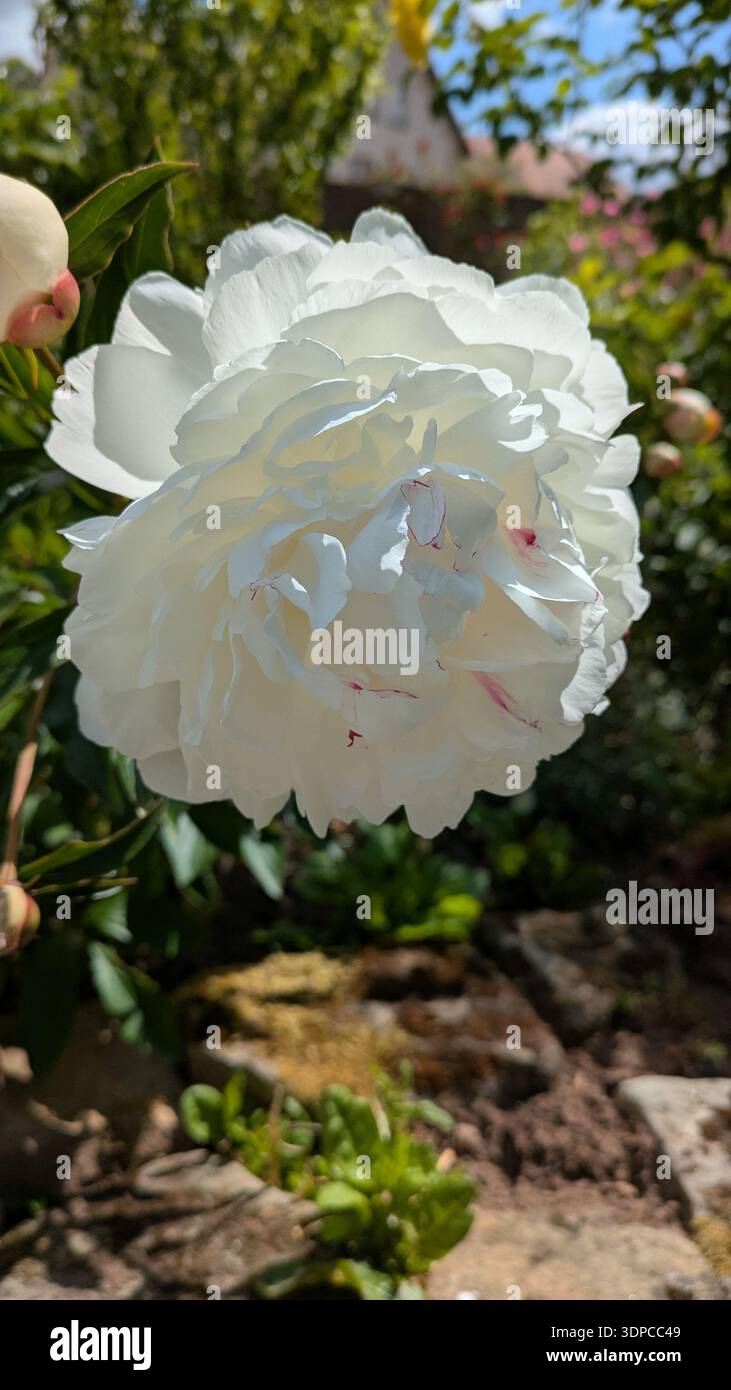 Elegant rose bloom with soft natural light - Smartphone Captured Stock Image