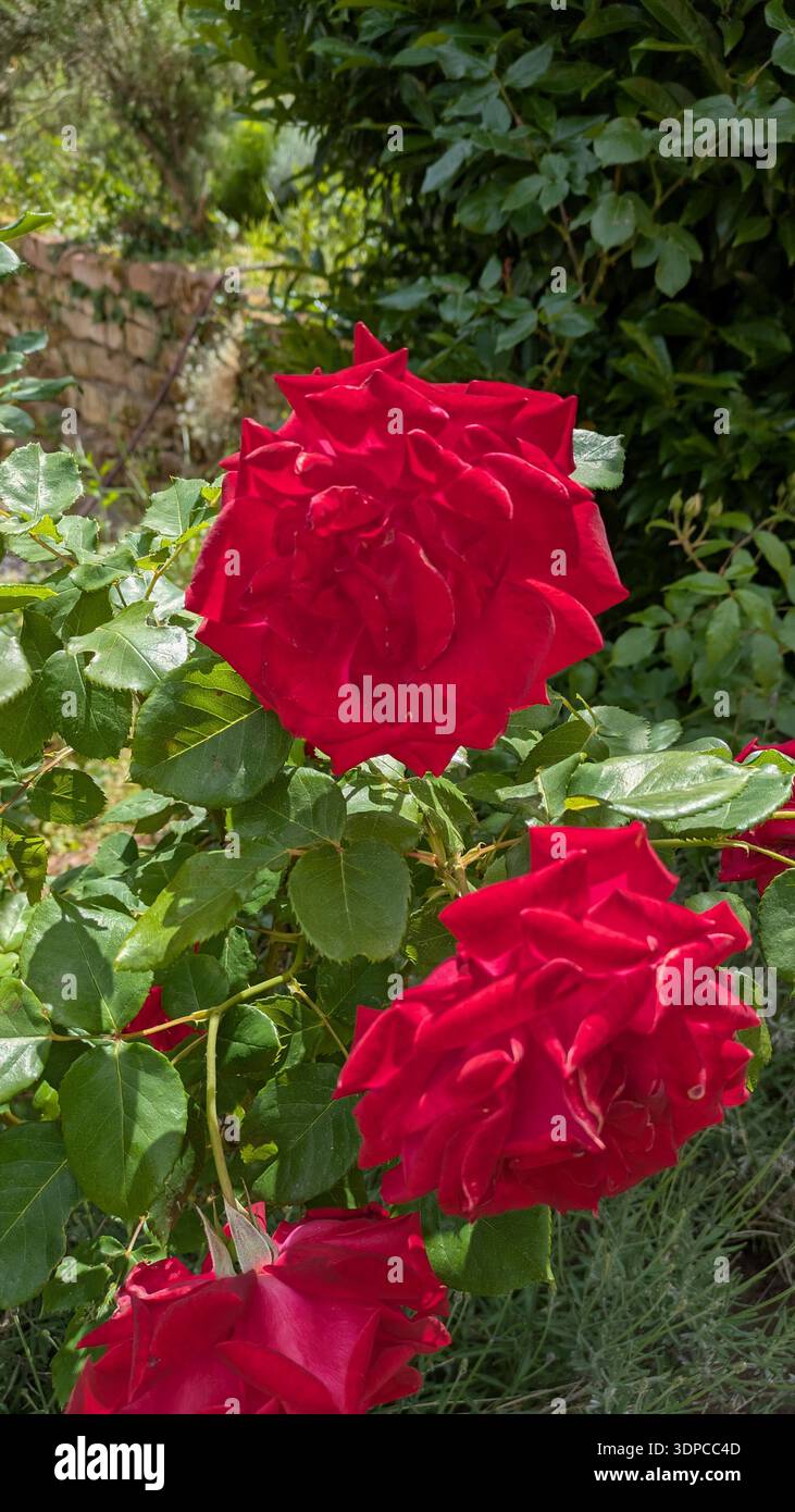 Elegant rose bloom with soft natural light - Smartphone Captured Stock Image