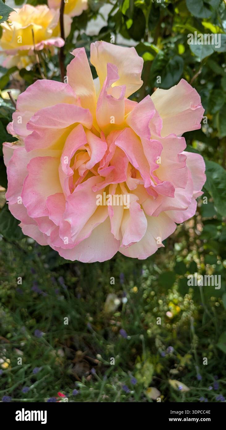 Elegant rose bloom with soft natural light - Smartphone Captured Stock Image