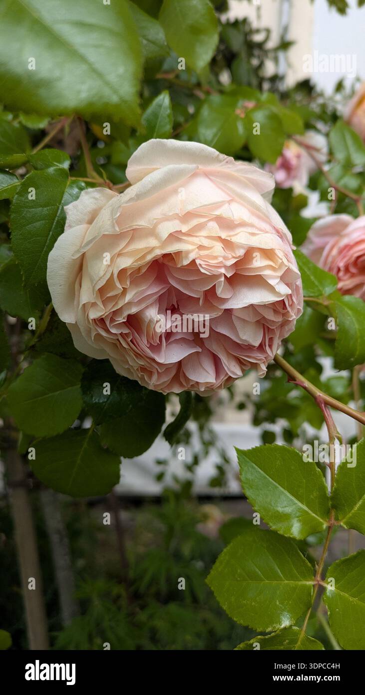 Elegant rose bloom with soft natural light - Smartphone Captured Stock Image
