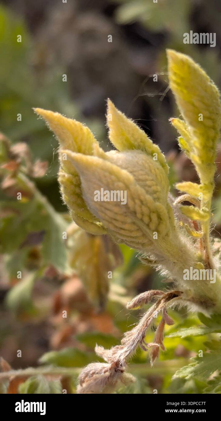 Fresh spring plant emerging in soft light - Smartphone Captured Stock Image