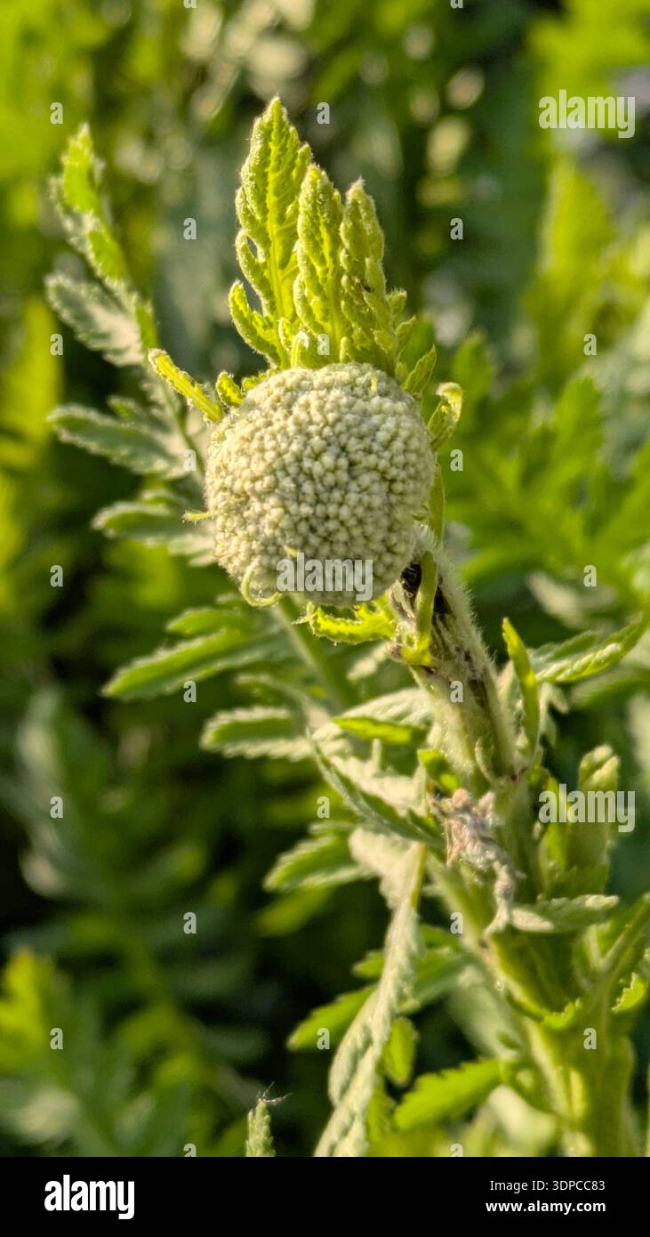 Fresh spring plant emerging in soft light - Smartphone Captured Stock Image