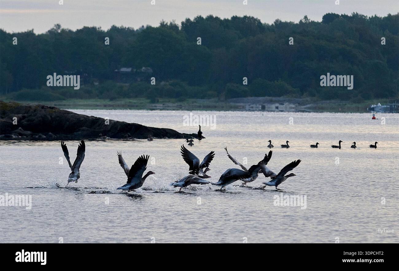 Gnserich hi-res stock photography and images - Alamy