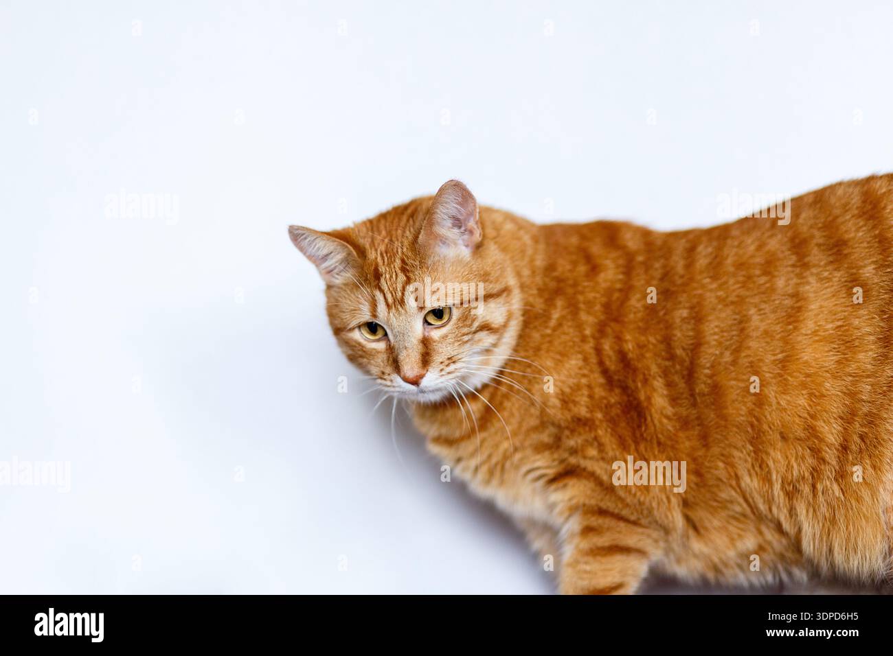 1980年代 Fat So・D.D. Tabby・Chug Bug 3点セット 1980年代 Fat So・D.D. Tabby・Chug Bug 3点セット Fat orange tabby