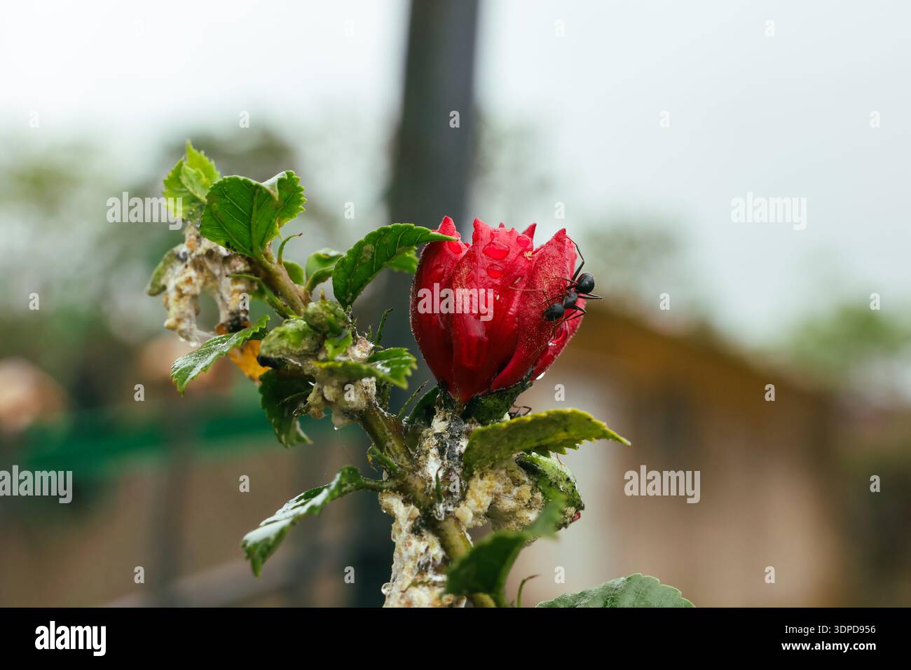 An ant crawling on a red rose. Stock Photo