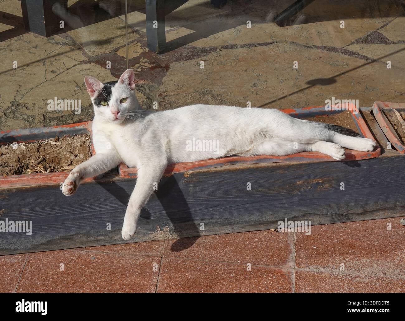 Faule Katze entspannt sich im Blumenbeet, Hurghada, Ägypten Stock Photo