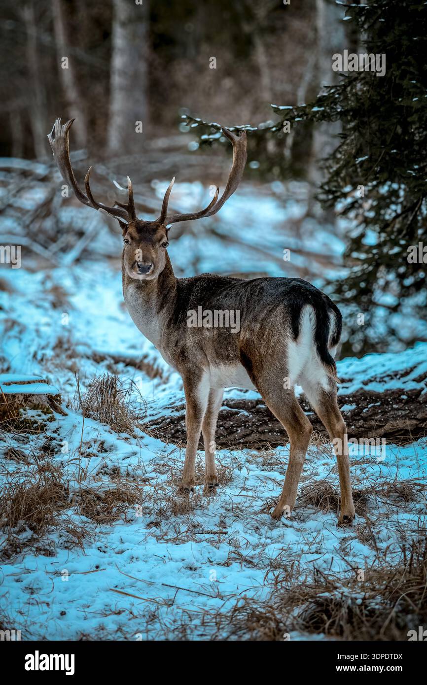 Large male deer hi-res stock photography and images - Alamy