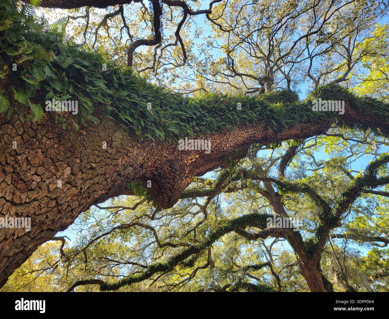 A Large Southern Tree with Fern‑Covered Branches and Textured Bark in Savannah, Georgia - Smartphone Captured Stock Image