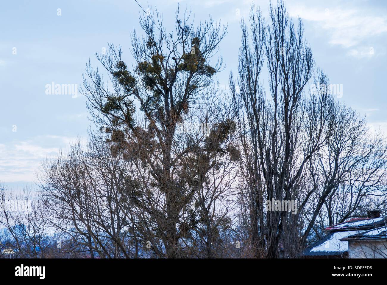 Large leafless tree infested with green mistletoe against a gloomy winter sky. Stock Photo