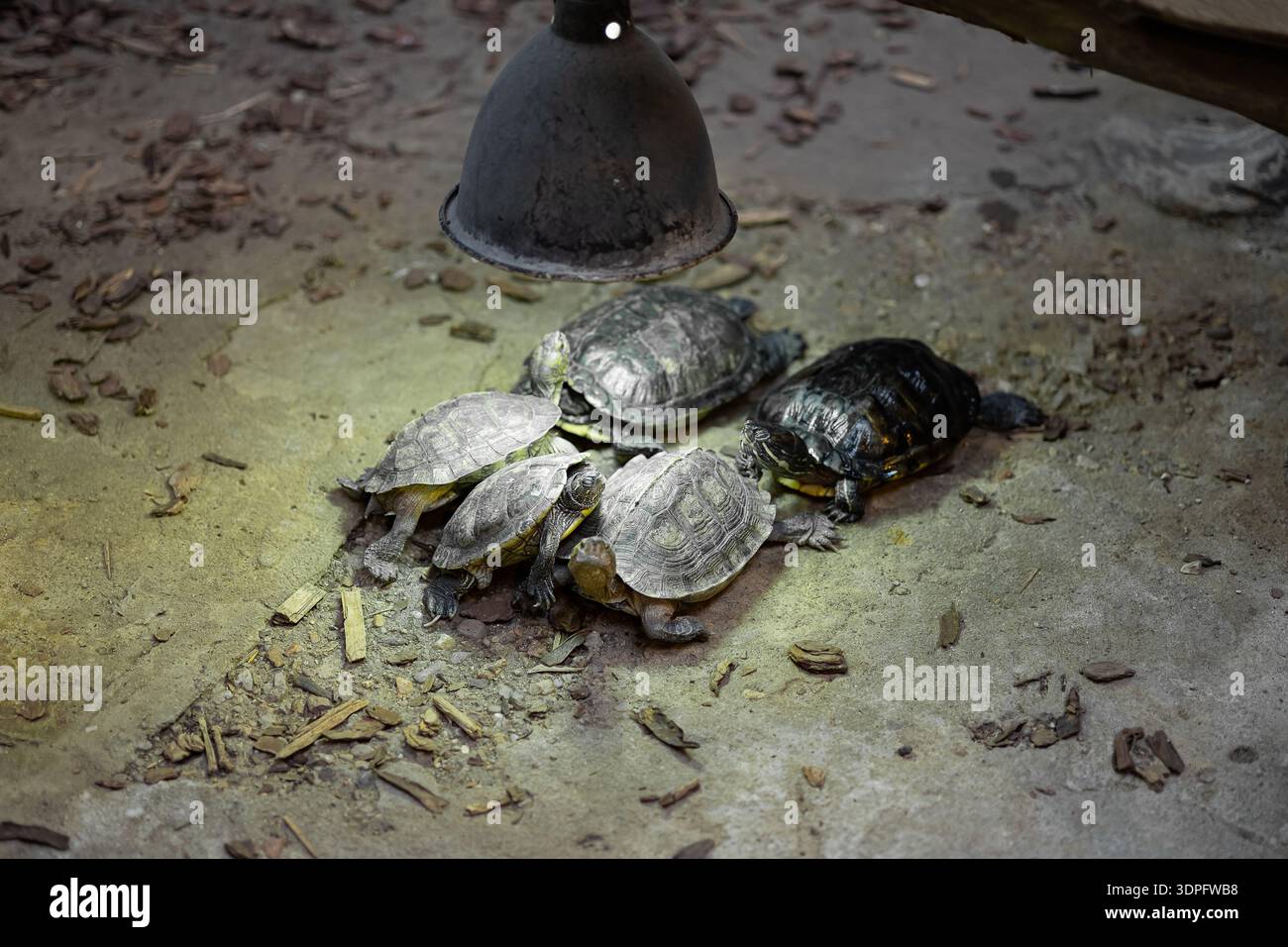 Group of various turtles huddling together under the warm glow of a ...
