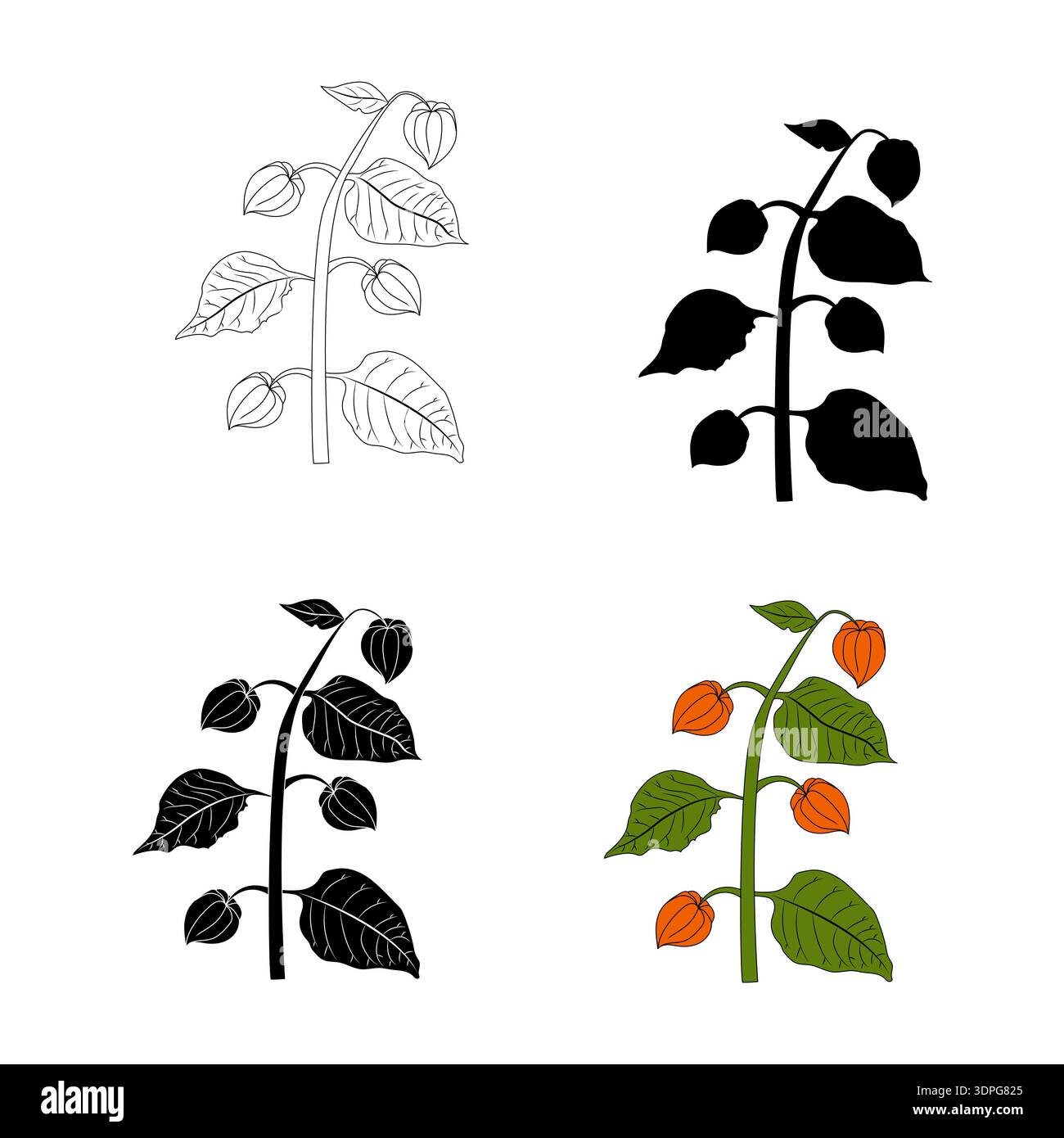 Physalis branches in various styles. Vector illustration isolated on white background. Stock Vector