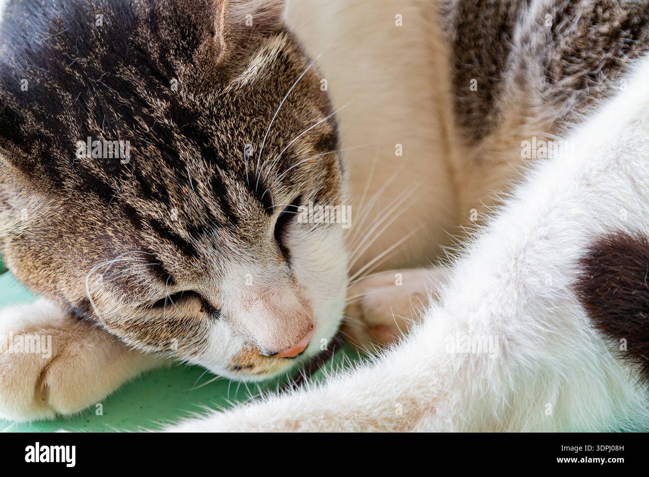 cute domestic cat napping peacefully on a green outdoor bench Stock Photo