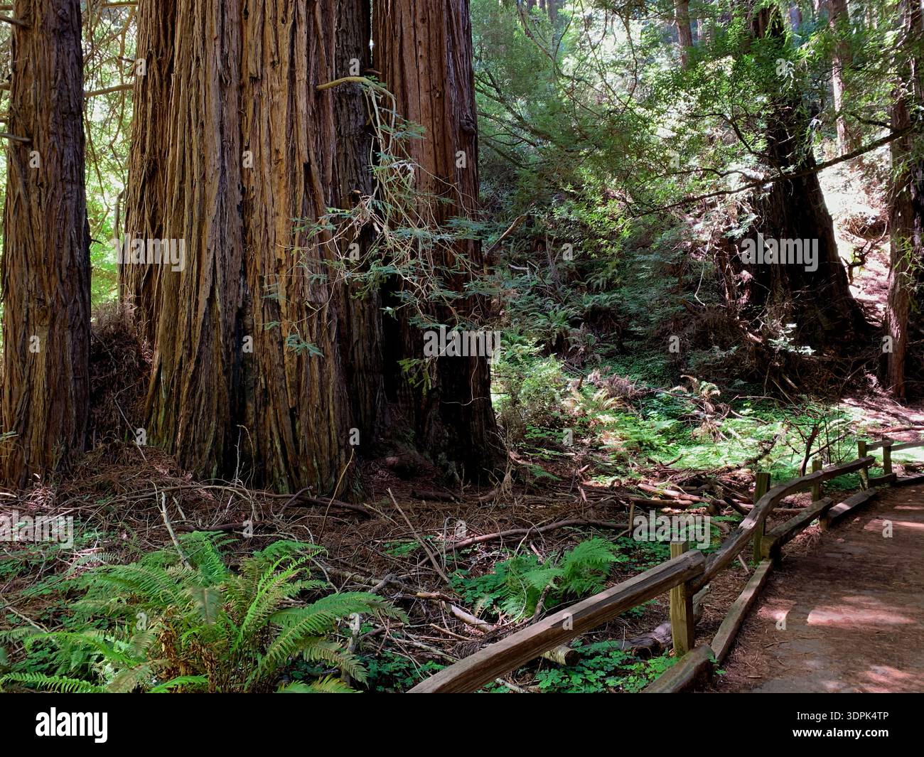 Forest path tall trees sunlight hi-res stock photography and images - Alamy