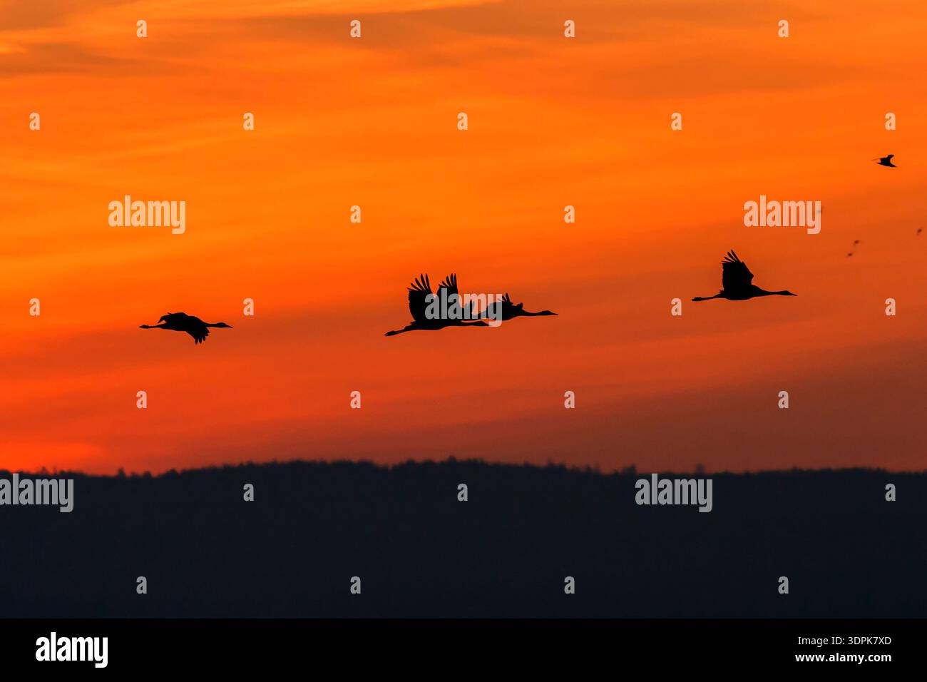 Beautiful sunrise with flying Cranes in the sky Stock Photo